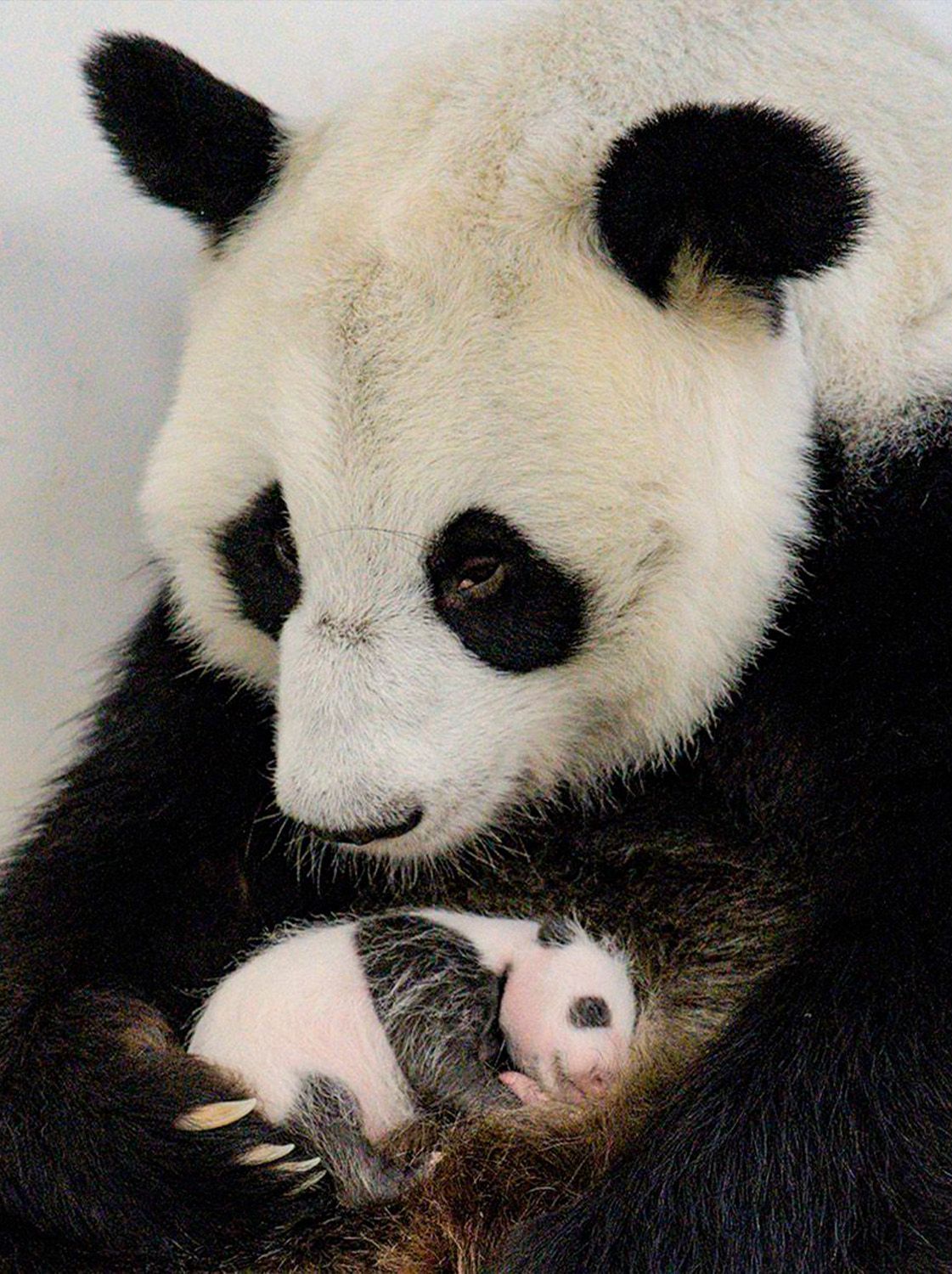 Московская панда с детенышем. Малышка Панда.