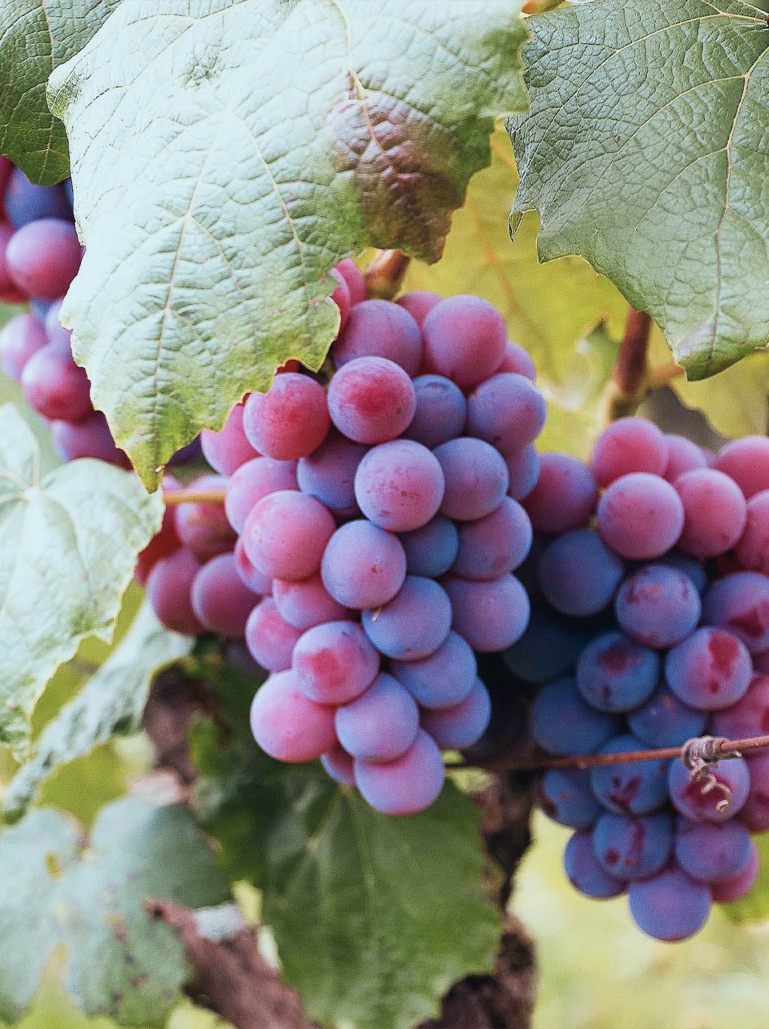 Манящая лоза